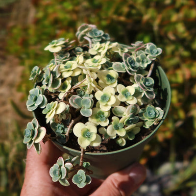 Showy Stonecrop - Sedum 'Sunsparkler Lime Twister'