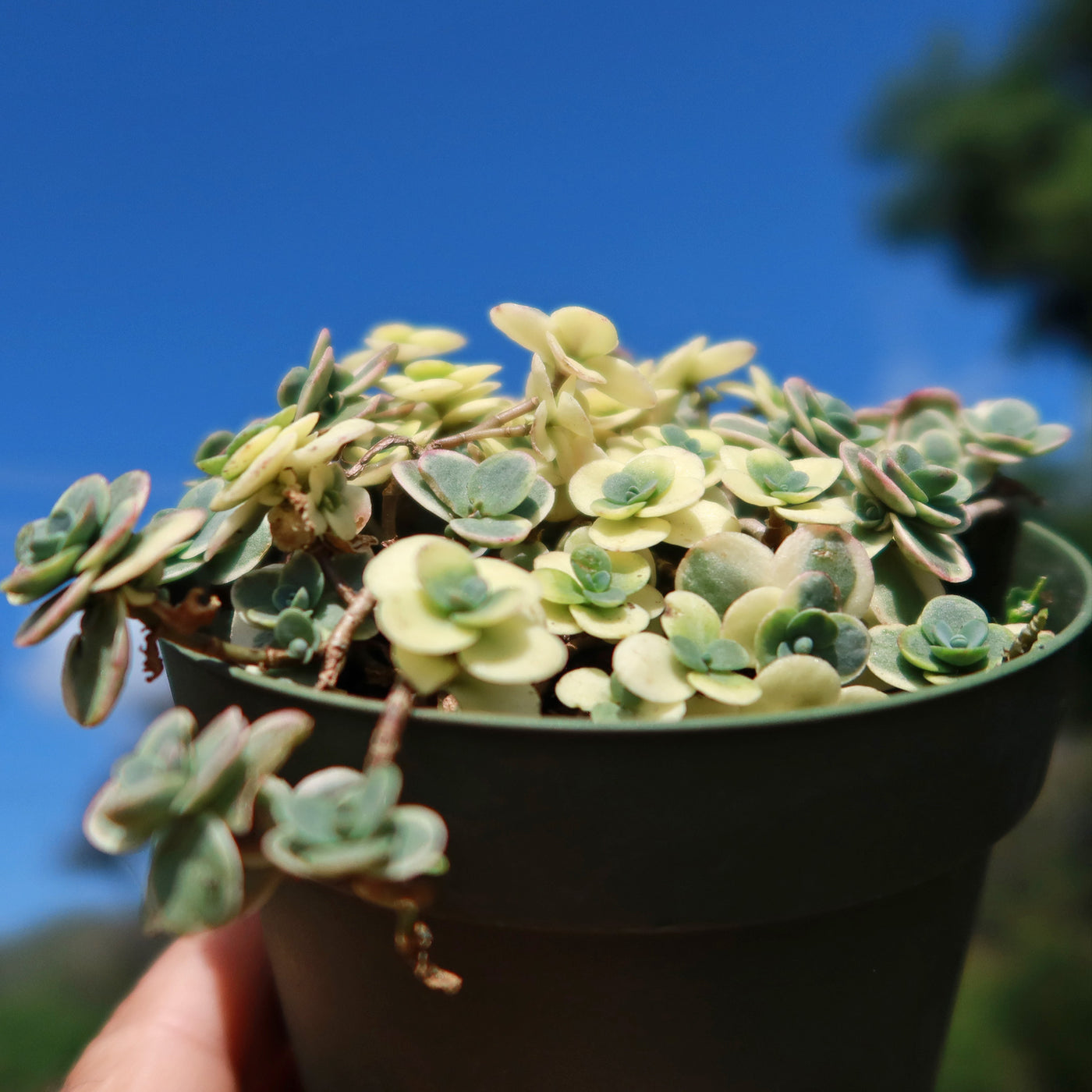 Showy Stonecrop - Sedum 'Sunsparkler Lime Twister'