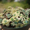 Showy Stonecrop - Sedum &