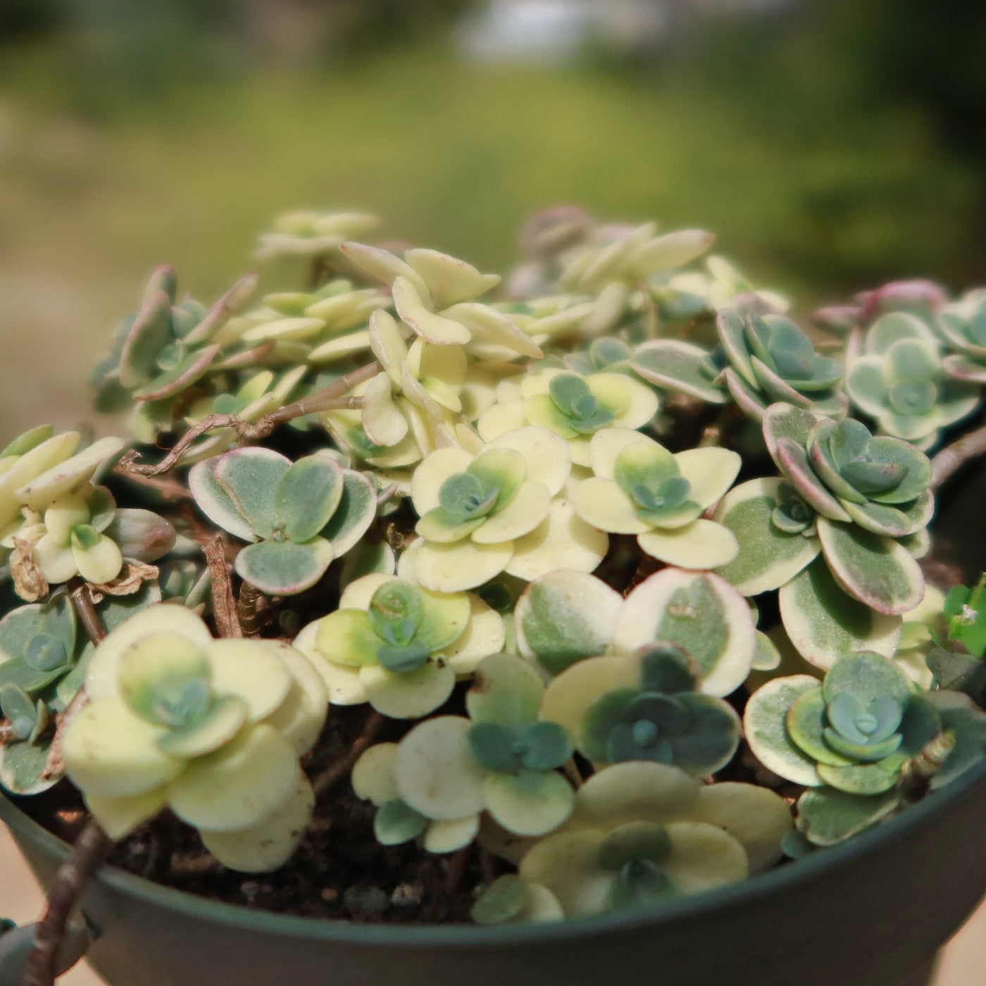 lime twister sedum succulent Stonecrop 'Sedum Sunsparkler Lime Twister'