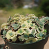 Showy Stonecrop - Sedum &