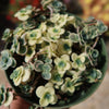 Showy Stonecrop - Sedum &