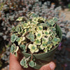 Showy Stonecrop - Sedum &