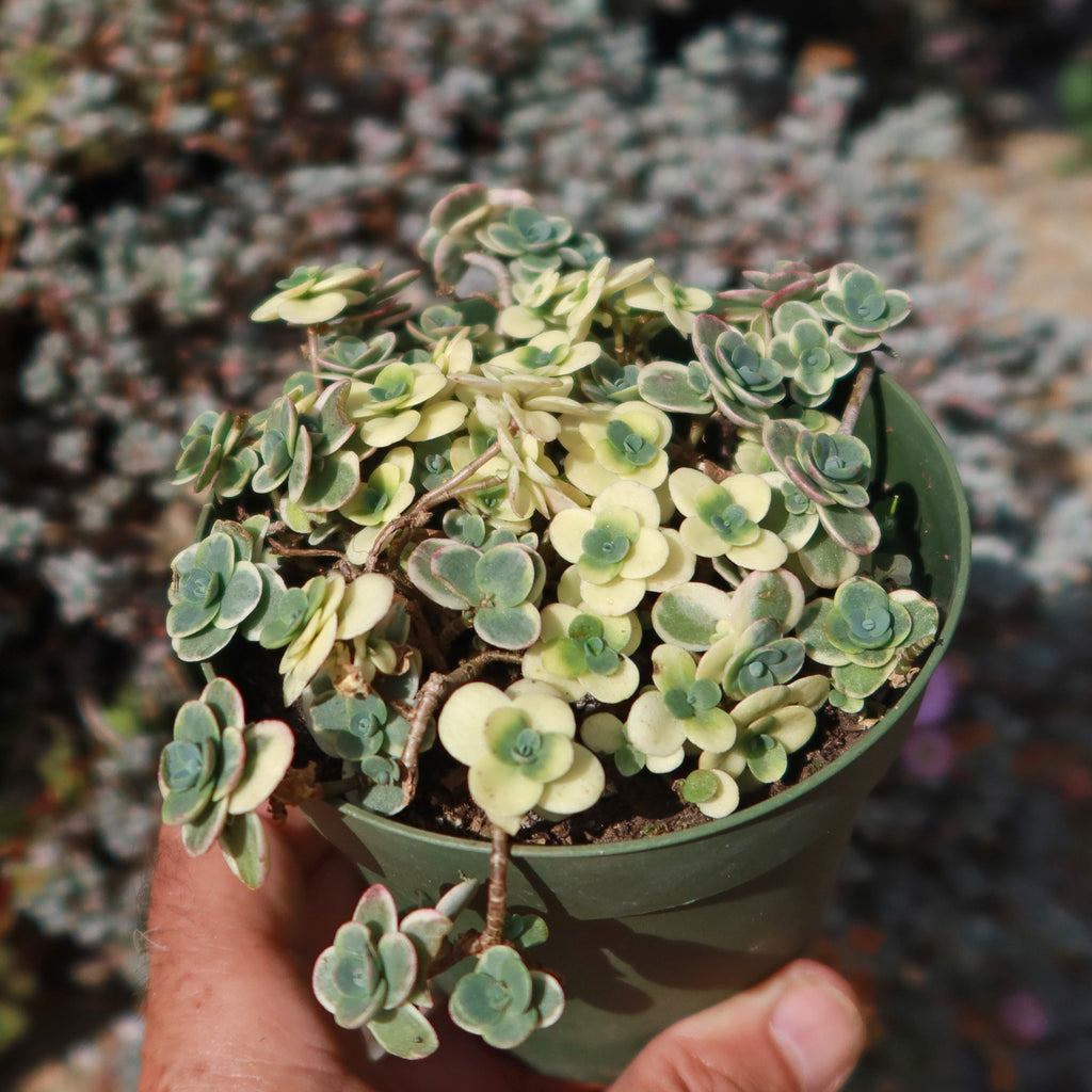 Showy Stonecrop - Sedum &