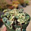 Showy Stonecrop - Sedum &