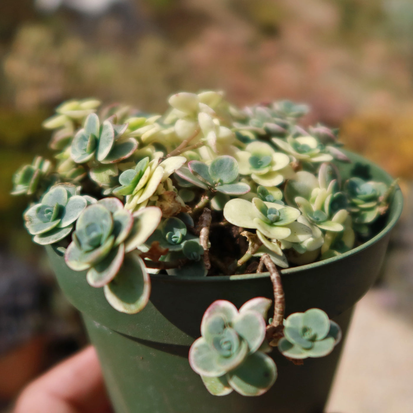 Showy Stonecrop - Sedum 'Sunsparkler Lime Twister'