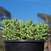 Pink Jellybean Succulent - Sedum rubrotinctum aurora