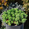 Pink Jellybean Succulent - Sedum rubrotinctum aurora