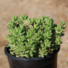 Pink Jellybean Succulent - Sedum rubrotinctum aurora