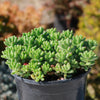 Pink Jellybean Succulent - Sedum rubrotinctum aurora