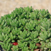 Pink Jellybean Succulent - Sedum rubrotinctum aurora