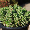 Pink Jellybean Succulent - Sedum rubrotinctum aurora