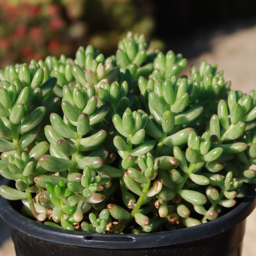 Pink Jellybean Succulent - Sedum rubrotinctum aurora