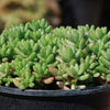 Pink Jellybean Succulent - Sedum rubrotinctum aurora