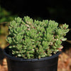 Pink Jellybean Succulent - Sedum rubrotinctum aurora