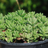 Pink Jellybean Succulent - Sedum rubrotinctum aurora