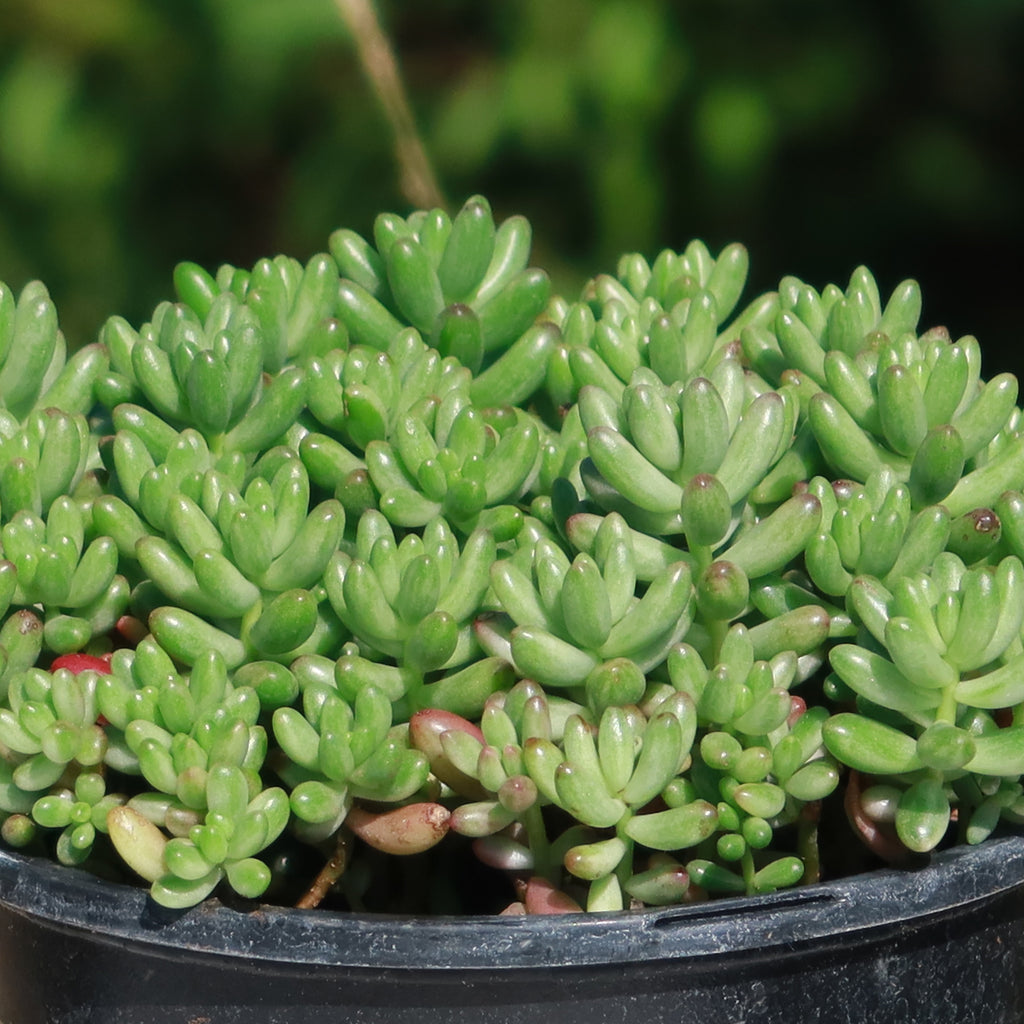 Pink Jellybean Succulent - Sedum rubrotinctum aurora