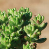 Pink Jellybean Succulent - Sedum rubrotinctum aurora