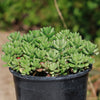 Pink Jellybean Succulent - Sedum rubrotinctum aurora