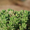 Pink Jellybean Succulent - Sedum rubrotinctum aurora