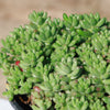 Pink Jellybean Succulent - Sedum rubrotinctum aurora