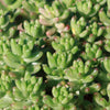 Pink Jellybean Succulent - Sedum rubrotinctum aurora