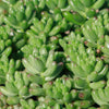 Pink Jellybean Succulent - Sedum rubrotinctum aurora