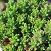 Pink Jellybean Succulent - Sedum rubrotinctum aurora