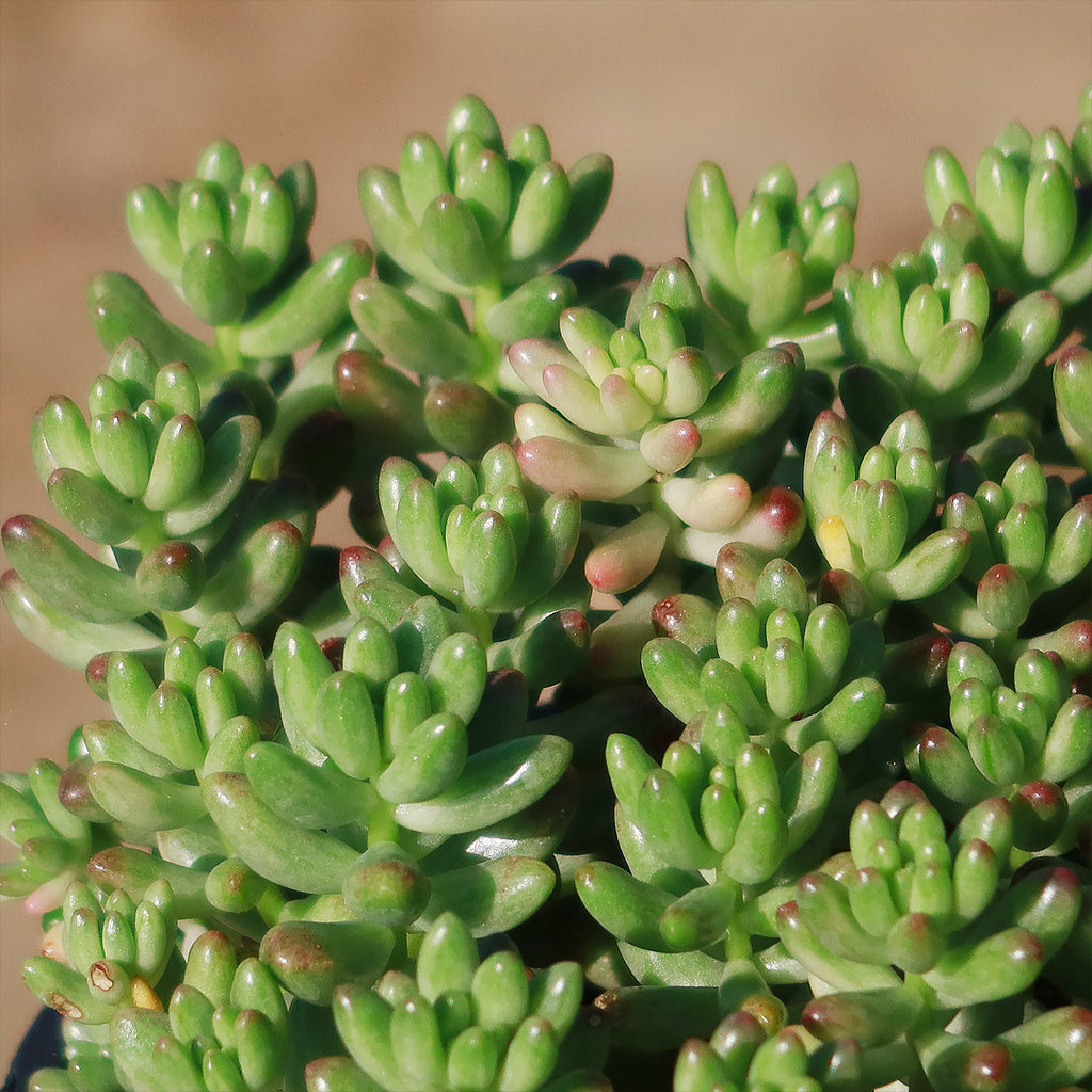 Pink Jellybean Succulent - Sedum rubrotinctum aurora