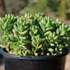 Pink Jellybean Succulent - Sedum rubrotinctum aurora