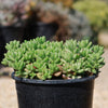 Pink Jellybean Succulent - Sedum rubrotinctum aurora