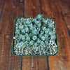 Broadleaf Stonecrop - Sedum spathulifolium ‘Cape Blanco’