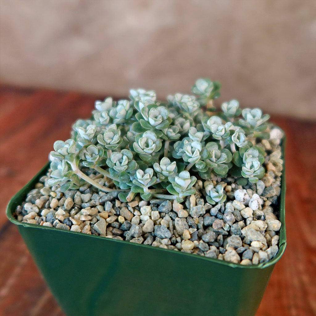 Broadleaf Stonecrop - Sedum spathulifolium ‘Cape Blanco’