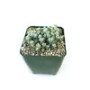 Broadleaf Stonecrop - Sedum spathulifolium ‘Cape Blanco’