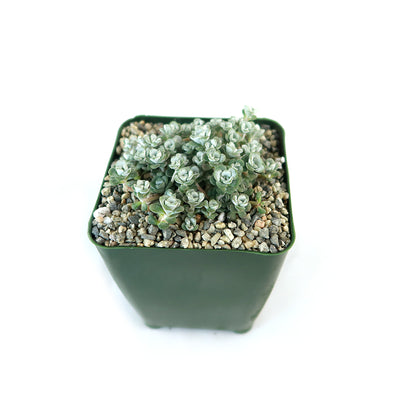 Broadleaf Stonecrop - Sedum spathulifolium ‘Cape Blanco’