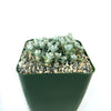 Broadleaf Stonecrop - Sedum spathulifolium ‘Cape Blanco’