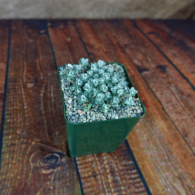 Broadleaf Stonecrop - Sedum spathulifolium ‘Cape Blanco’