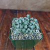 Broadleaf Stonecrop - Sedum spathulifolium ‘Cape Blanco’