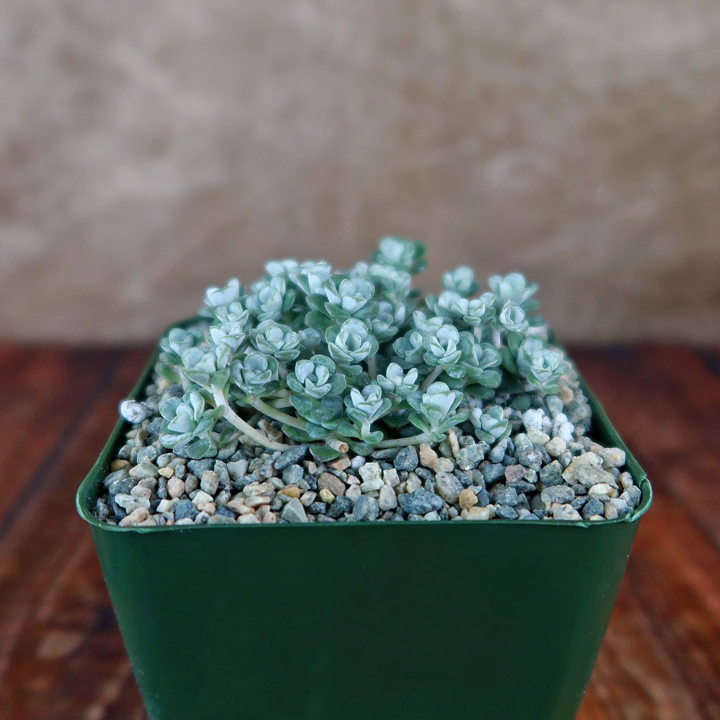 Broadleaf Stonecrop - Sedum spathulifolium ‘Cape Blanco’