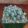 Broadleaf Stonecrop - Sedum spathulifolium ‘Cape Blanco’
