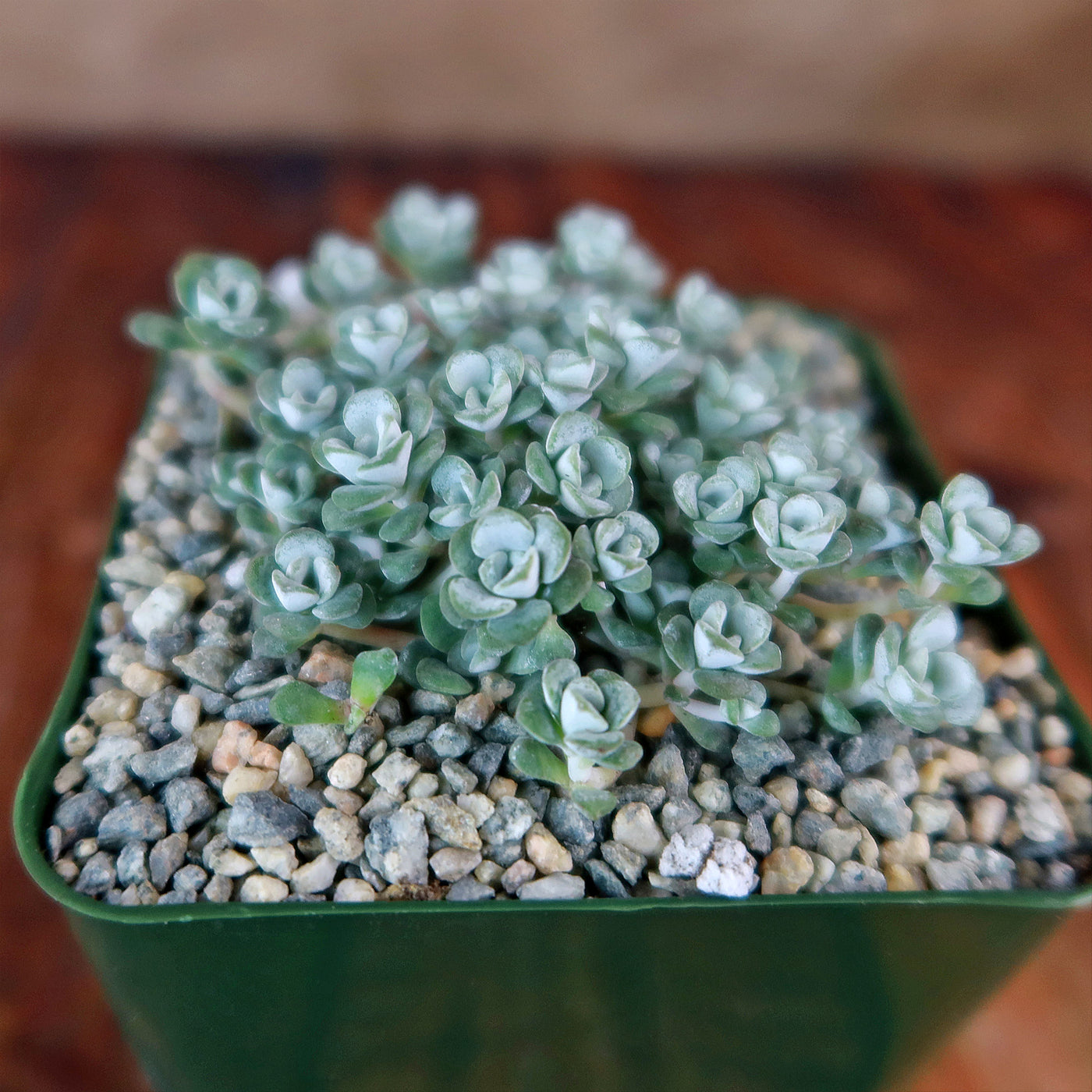Broadleaf Stonecrop - Sedum spathulifolium ‘Cape Blanco’