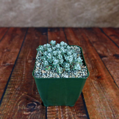 Broadleaf Stonecrop - Sedum spathulifolium ‘Cape Blanco’