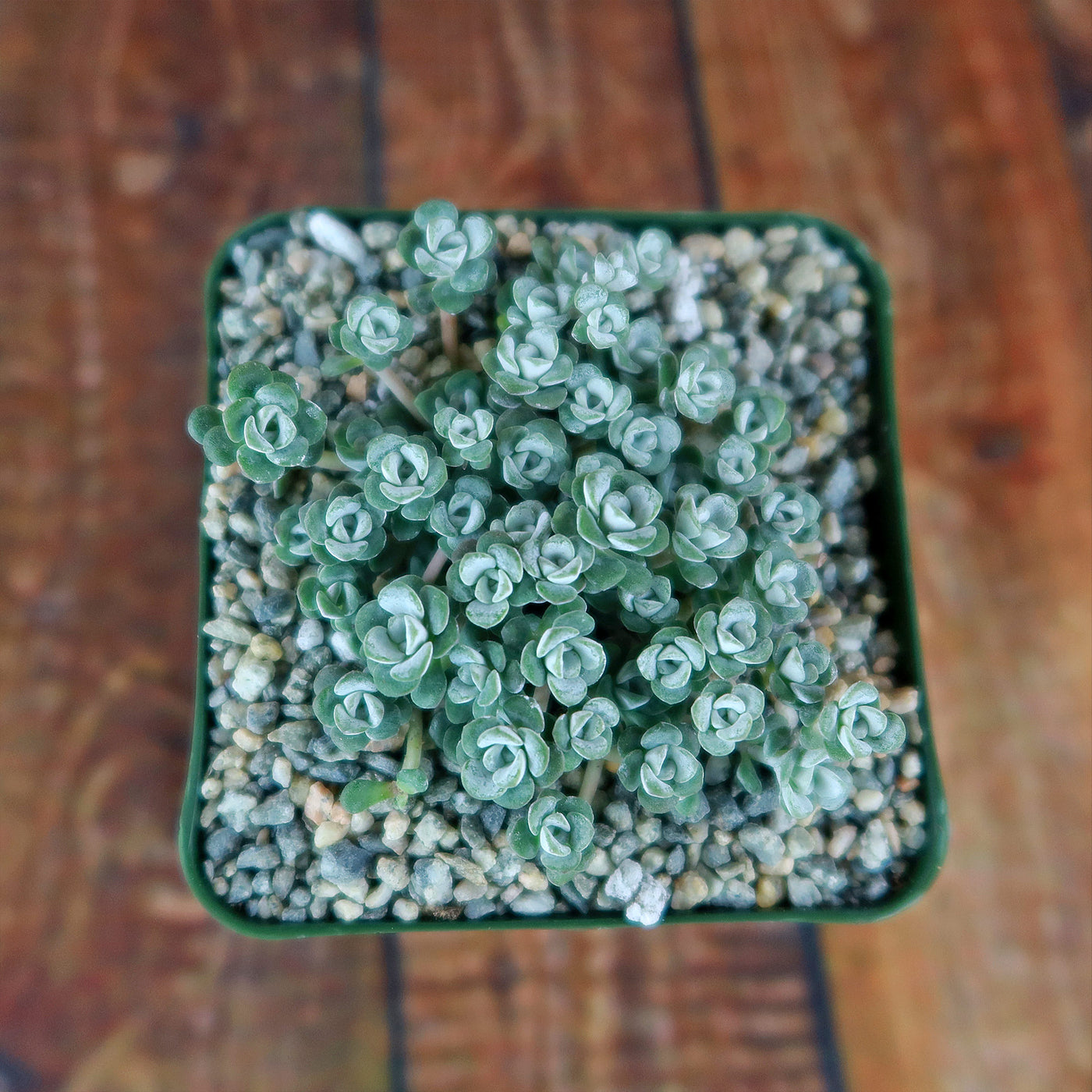 Broadleaf Stonecrop - Sedum spathulifolium ‘Cape Blanco’