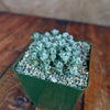 Broadleaf Stonecrop - Sedum spathulifolium ‘Cape Blanco’