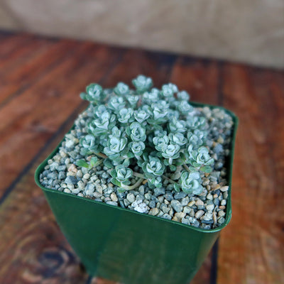 Broadleaf Stonecrop - Sedum spathulifolium ‘Cape Blanco’