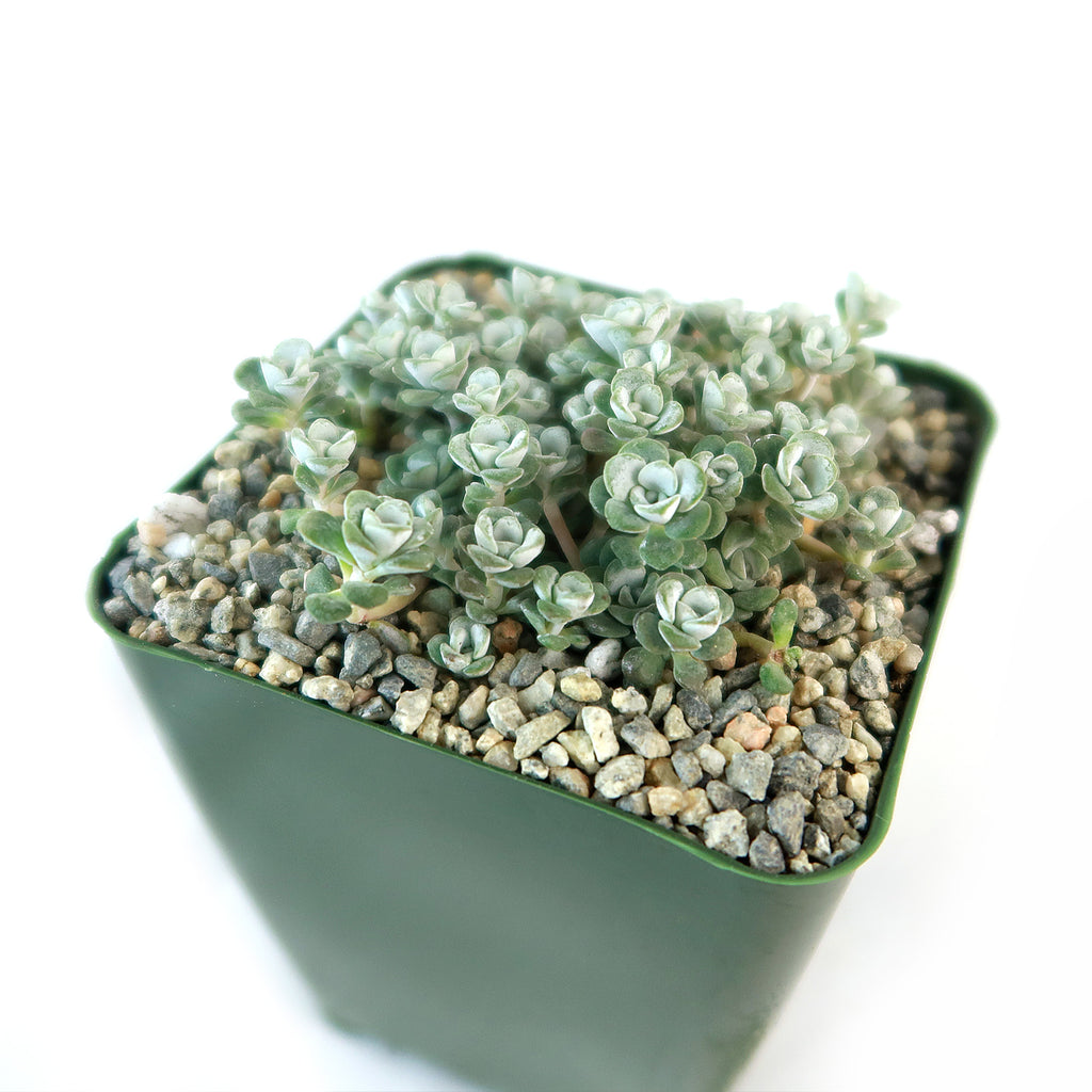 Broadleaf Stonecrop - Sedum spathulifolium ‘Cape Blanco’