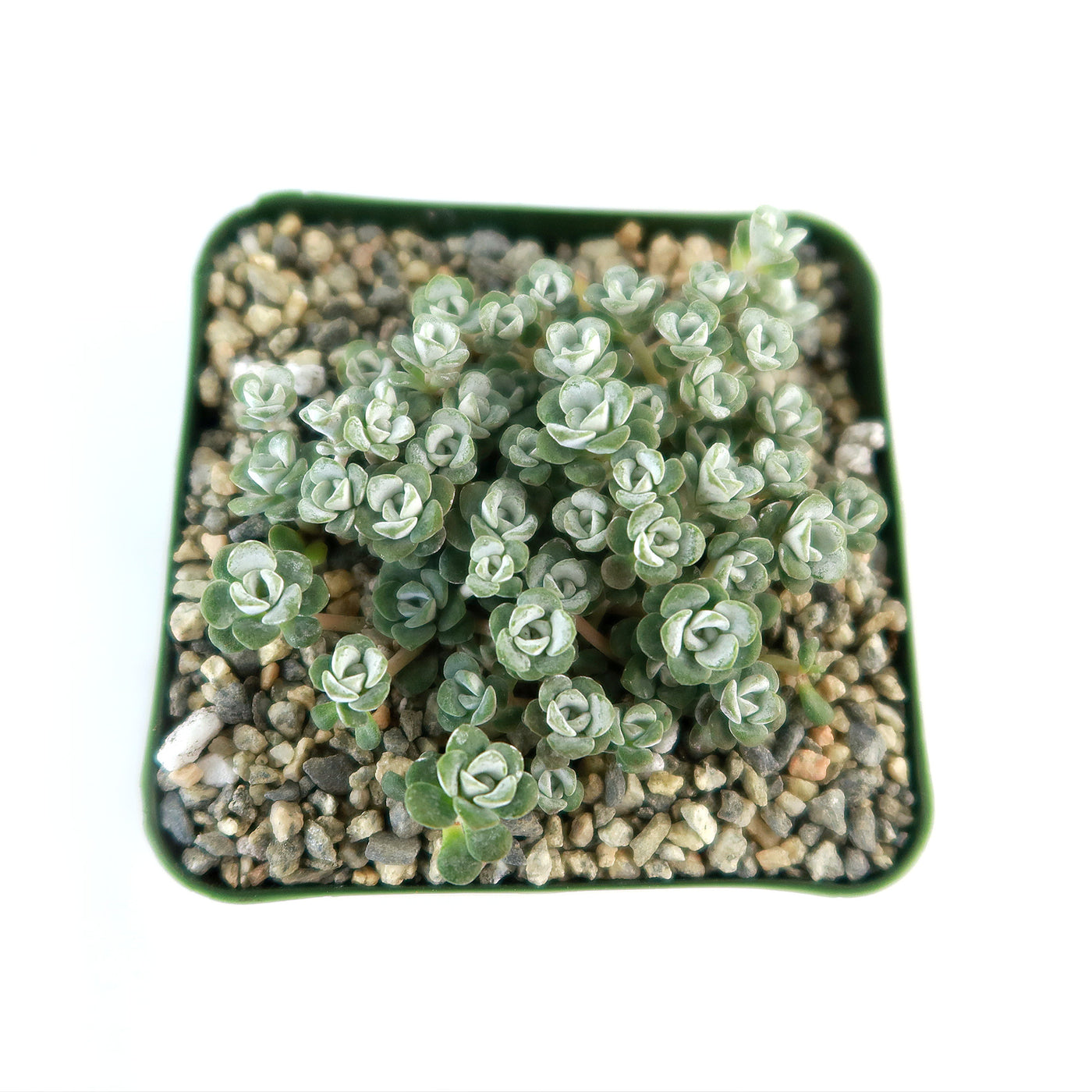 Broadleaf Stonecrop - Sedum spathulifolium ‘Cape Blanco’