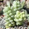 Burro’s Tail Succulent - Sedum morganianum ‘Burrito’