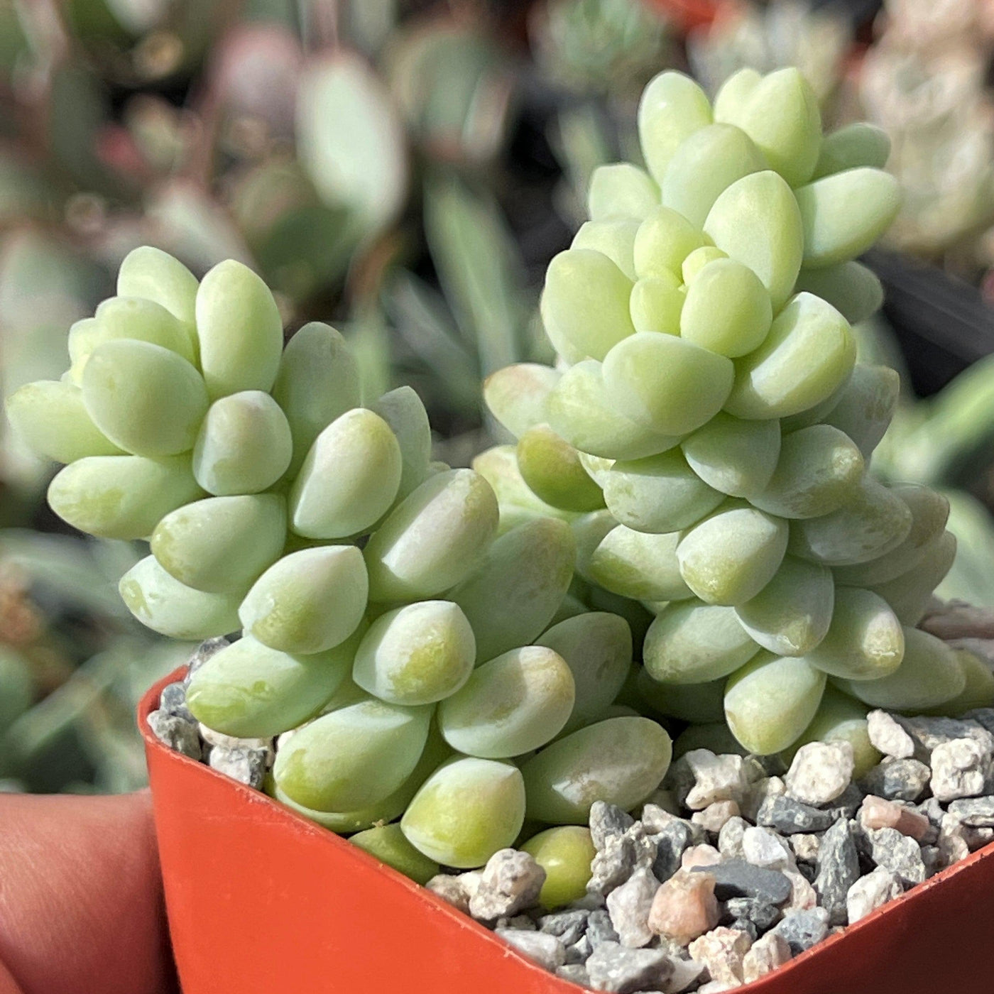 burrito sedum succulent Shop 'Burro's Tail - Sedum Burrito' Care and Growing Guide