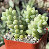 Burro’s Tail Succulent - Sedum morganianum ‘Burrito’